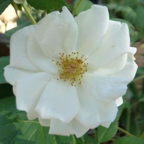 Diszkrét illatú rózsa - Rózsa - White Diamond® - Online rózsa vásárlás